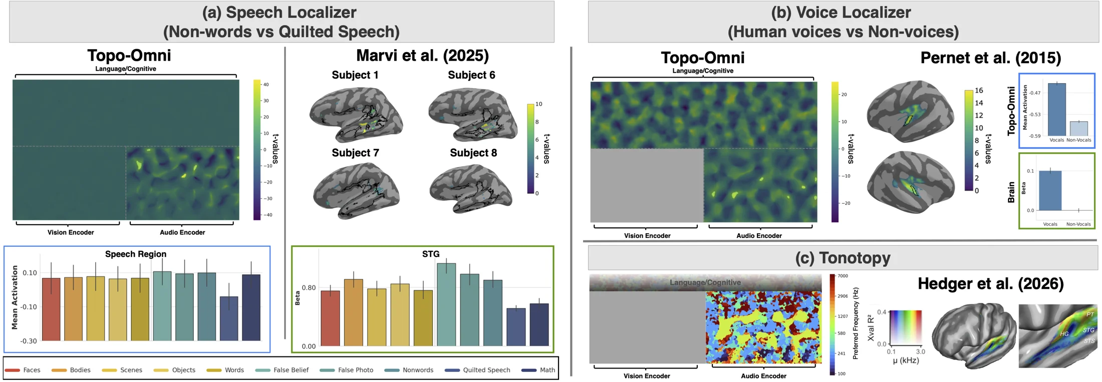 Topo-Omni's audio encoder develops speech-selective and voice-selective regions matching human superior temporal gyrus and temporal voice areas, plus a tonotopic map of preferred frequency, compared against human fMRI from Marvi et al. 2025, Pernet et al. 2015, and Hedger et al. 2026.
