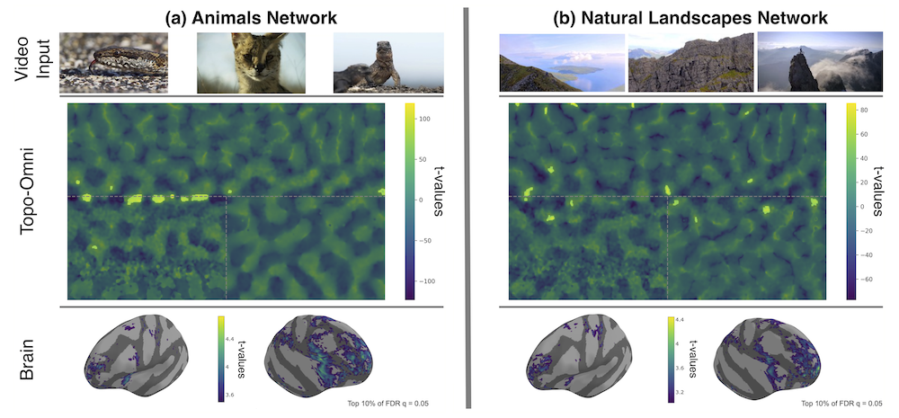 Model-guided clustering of video segments identifies an animals-selective network and a natural-landscapes-selective network in Topo-Omni's cortical sheet; both predictions are validated by right-lateralized prefrontal activation in human fMRI from the Spacetop dataset.