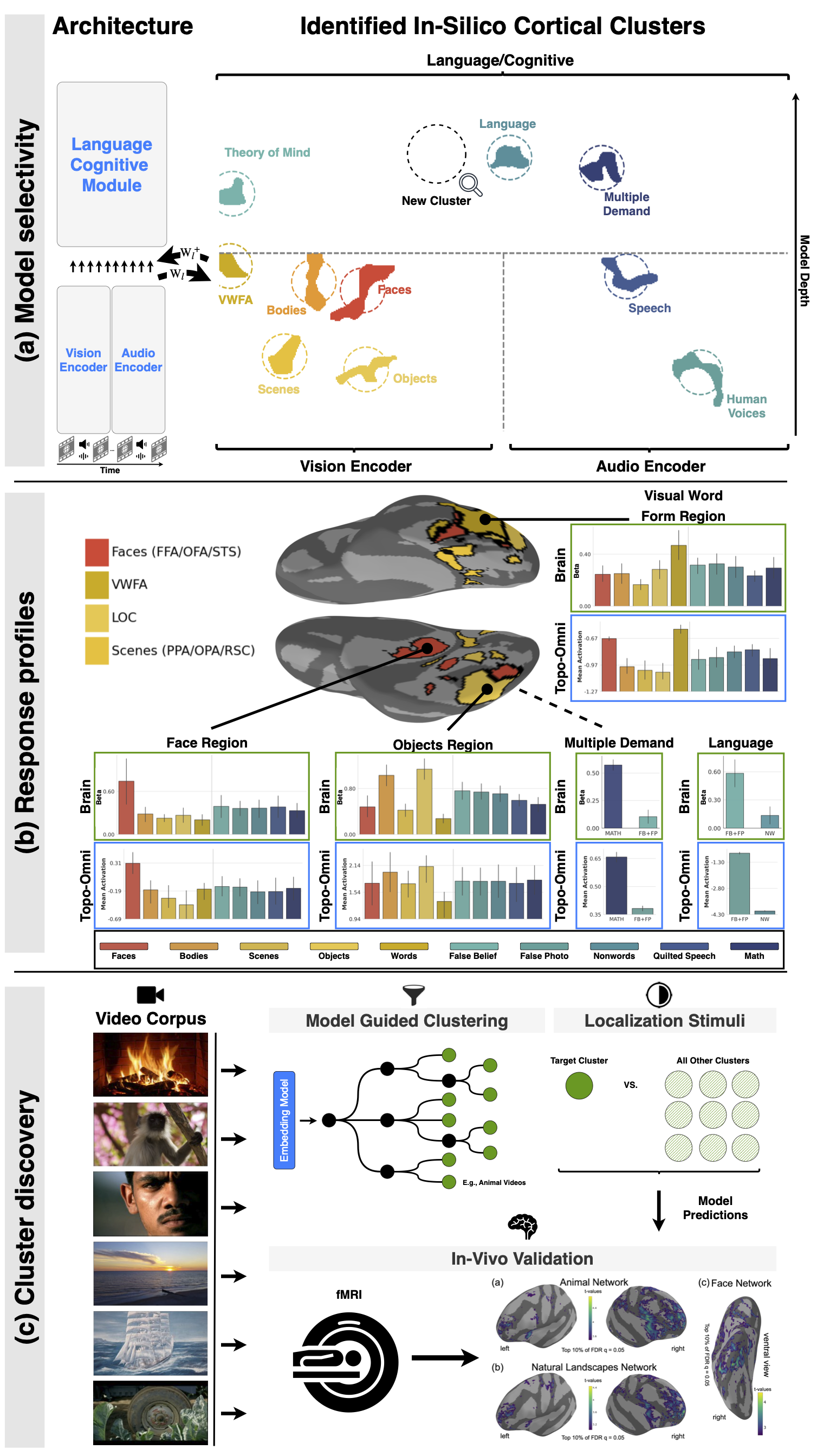 Overview of Topo-Omni: a multimodal architecture is projected onto a single contiguous in-silico cortical sheet, yielding category-selective clusters for vision, audio, and language/cognition that match human fMRI response profiles, plus a model-guided discovery pipeline validated on human data.